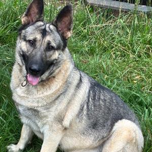 Mila, Shepherd, German, adult, available for adoption
