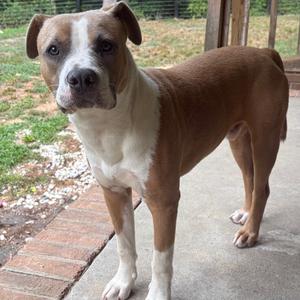 Fred, Terrier, Pit Bull, young, available for adoption