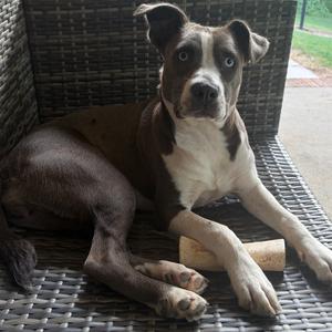 Esther, Terrier, American Pit Bull, young, available for adoption