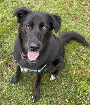 Poppy, Mixed Breed, adult, available for adoption