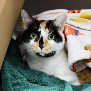 Maple, adult, available for adoption