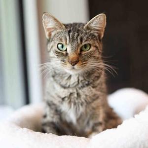 Kat, young, available for adoption