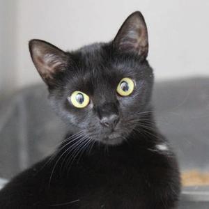 Ida, young, available for adoption