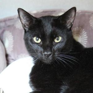 Igor, adult, available for adoption