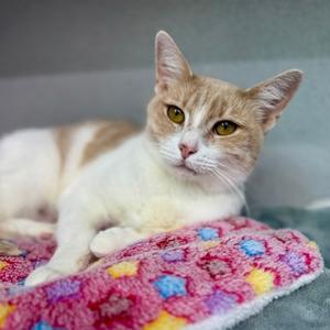 Celeste, young, available for adoption
