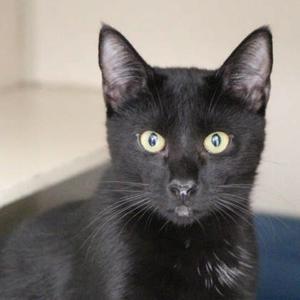 Iggy, young, available for adoption