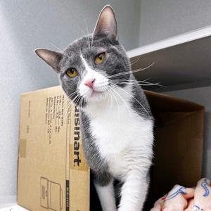 Azula, young, available for adoption
