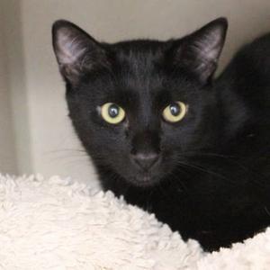 Isaac, adult, available for adoption