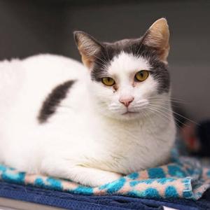 Minaj, senior, available for adoption