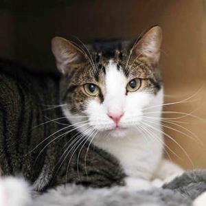 Grizzly, young, available for adoption