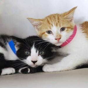 Ali, kitten, available for adoption