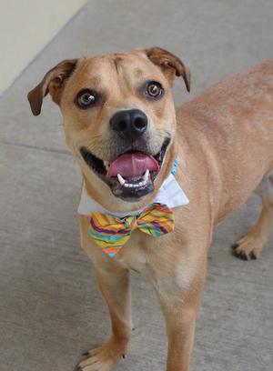 Banana, puppy, available for adoption