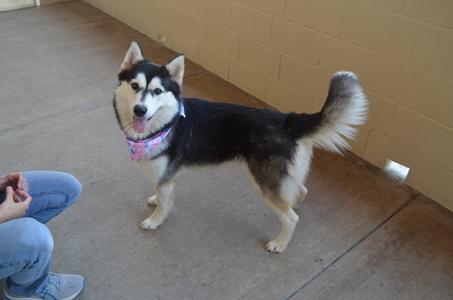 Squirtle, Husky, adult, available for adoption