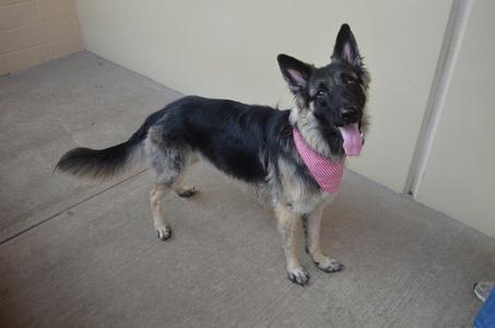 Phoenix, German Shepherd Dog, young, available for adoption
