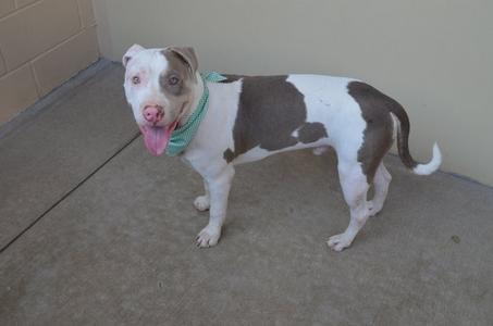 Cosmos, American Pit Bull Terrier, available for adoption