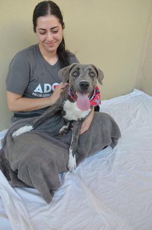 A woman sitting on a bed holding a dog.