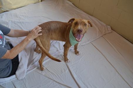 Gooseberry (In Foster), young, available for adoption
