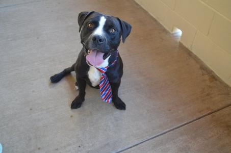 A black and white dog wearing a red and blue striped tie, sitting on a concrete floor.