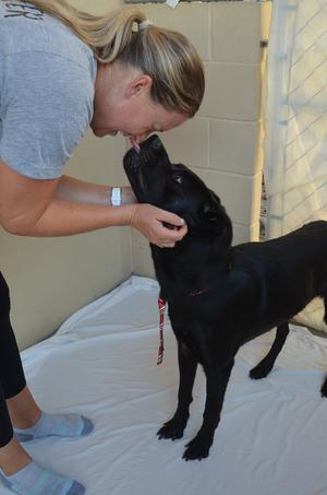 Granite, Labrador Retriever, adult, available for adoption