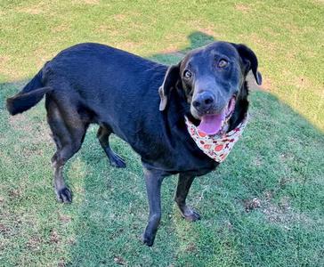 Stella, Labrador Retriever, adult, available for adoption
