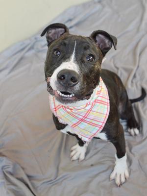 Gumdrop, American Pit Bull Terrier, puppy, available for adoption