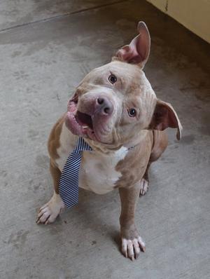 A brown and white dog wearing a blue and white striped tie, sitting on a concrete floor.