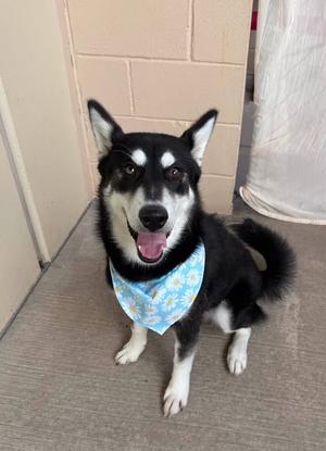 Storm, Husky, puppy, available for adoption