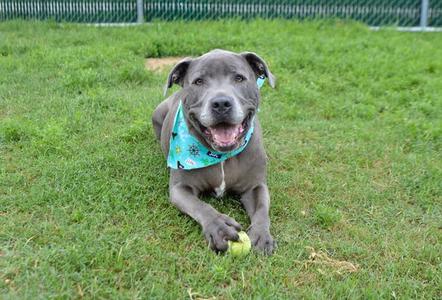 Creed (In Foster), Pit Bull Terrier, adult, available for adoption