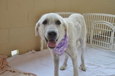Andromeda, Great Pyrenees, puppy, available for adoption