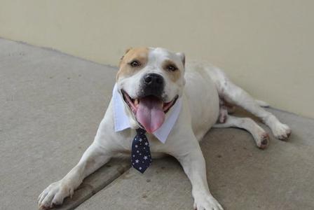 Boulder (In Foster), American Pit Bull Terrier, adult, available for adoption