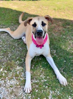 Boosie (In Foster), Labrador Retriever, young, available for adoption
