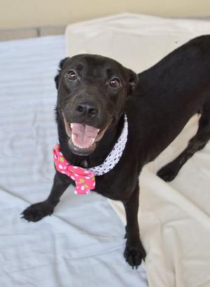 Rose, Labrador Retriever, young, available for adoption
