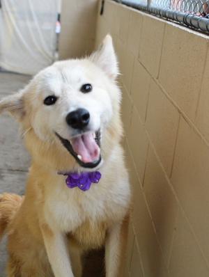 Whistle, Great Pyrenees / Golden Retriever, puppy, available for adoption