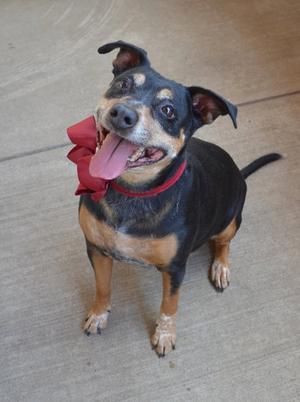 A black and tan dog with a red bow around its neck, sitting on a concrete surface.