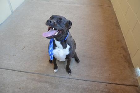 A black and white dog wearing a blue tie, sitting on a concrete floor.