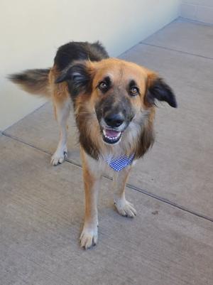 A brown and black dog with floppy ears and a blue bandana around its neck, standing on a concrete surface.