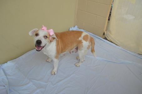Serena, American Pit Bull Terrier, adult, available for adoption