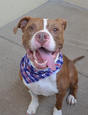 A brown and white dog wearing a blue and red plaid bandana, sitting on a concrete surface with its mouth open and tongue out.