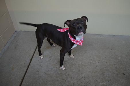 A black dog wearing a red and white checkered bandana, standing on a concrete floor.