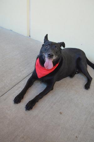 Bee, Labrador Retriever, senior, available for adoption