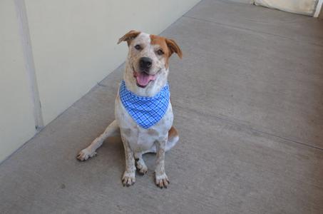 Rowlet, Australian Cattle Dog/Blue Heeler, young, available for adoption