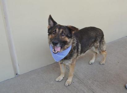 Snorlax, German Shepherd Dog, senior, available for adoption