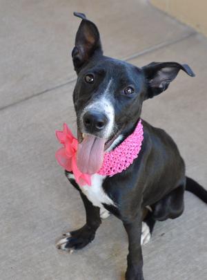 Potion (In Foster), Border Collie, young, available for adoption