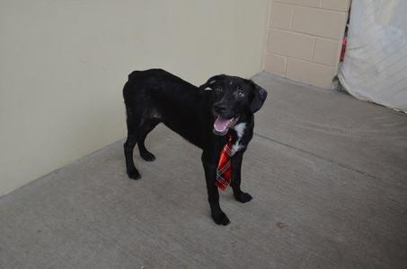 black dog wearing a red tie