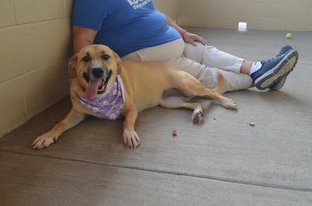 Millie, Labrador Retriever, young, available for adoption