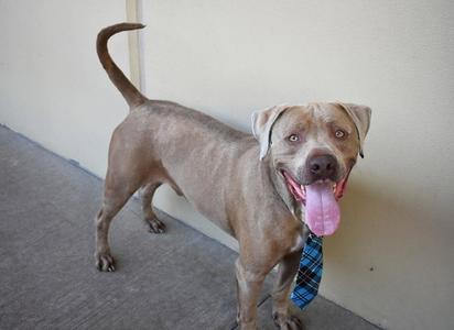 A brown dog with a pink tongue sticking out, wearing a blue and black plaid tie, standing on a concrete surface.