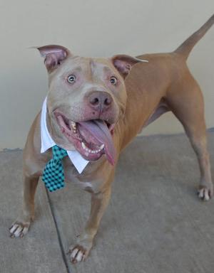 Kree, American Pit Bull Terrier, adult, available for adoption