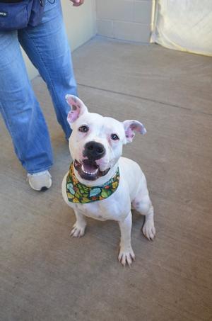 A white dog with a colorful bandana sitting on the floor, looking up at the camera.