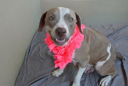 Teacup Werewolf, American Pit Bull Terrier, young, available for adoption