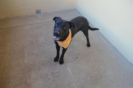 A black dog wearing a yellow bandana stands on a concrete floor, looking up with its mouth open.